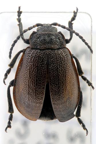 Galeruca pomonae